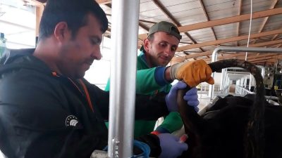 İthal hayvanlar millileştiriliyor.