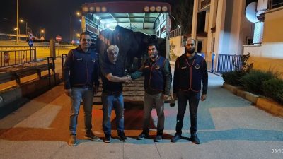 Yapılan operasyon sonucunda 4 adet büyükbaş hayvan ele geçirilerek 2