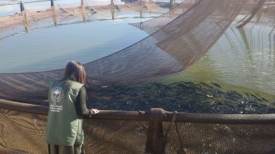 Erzincan’da su ürünleri yetiştiriciliği gelişmeye devam ediyor. Erzincan’ın Tercan ilçesinde