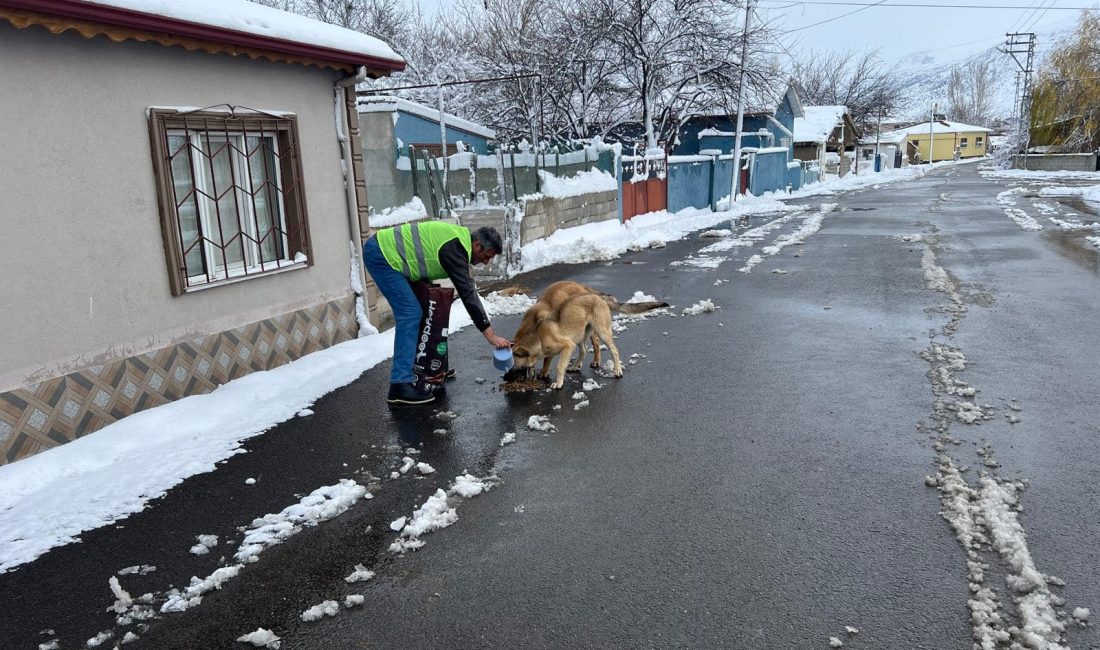 Erzincan Belediyesi Veteriner İşleri Müdürlüğü düzenli olarak gerçekleştirdiği sokak hayvanlarını