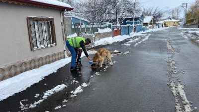 Erzincan Belediyesi Veteriner İşleri Müdürlüğü düzenli olarak gerçekleştirdiği sokak hayvanlarını