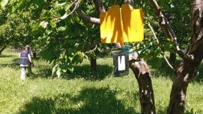 Erzincan’ın katma değer oranı yüksek meyveleri arasında yer alan kiraz