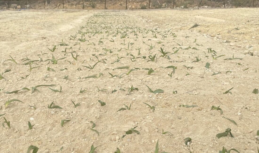 Erzincan’ın Kemaliye ilçesinde salep üretimi için girişimler başladı. İlçeye bağlı