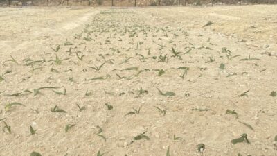 Erzincan’ın Kemaliye ilçesinde salep üretimi için girişimler başladı. İlçeye bağlı