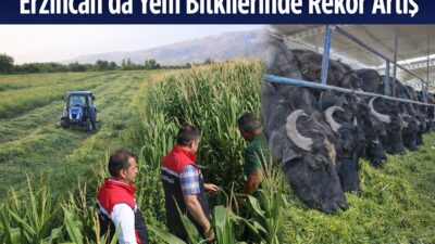Erzincan’da hayvancılığın temelini oluşturan yem bitkileri üretiminde 2025 yılı adeta
