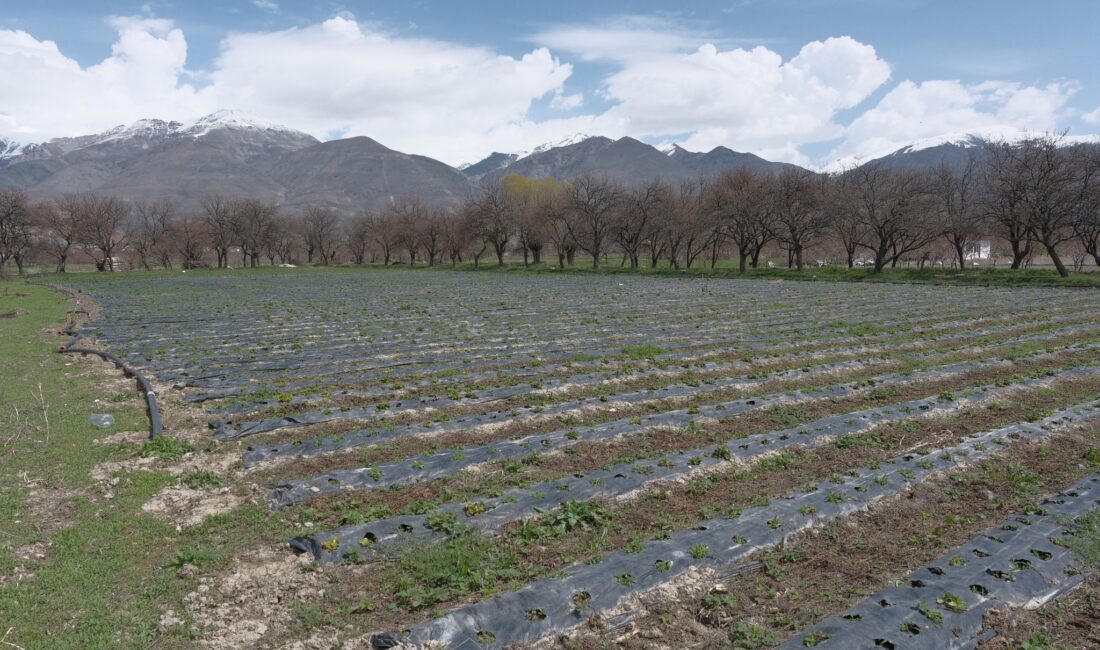 Erzincan’da TAKE Projesi kapsamında çiftçilere kapya biber ve domates fidesinde
