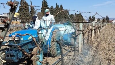 Bordo bulamacı hastalık oluşmadan önce koruyucu amaçla uygulanmalıdır. Genellikle meyve