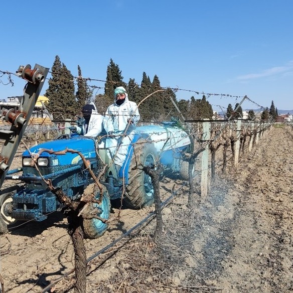 Bordo bulamacı hastalık oluşmadan önce koruyucu amaçla uygulanmalıdır. Genellikle meyve