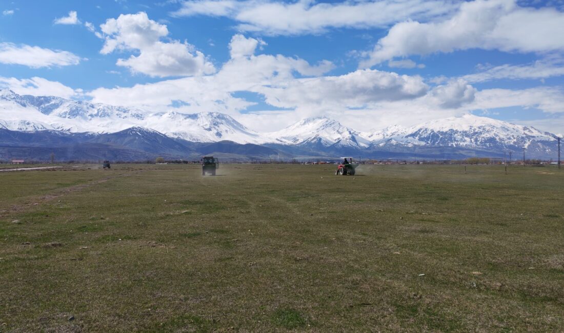 Erzincan’da baharın gelişiyle birlikte hayvancılığın bel kemiğini oluşturan mera alanlarında