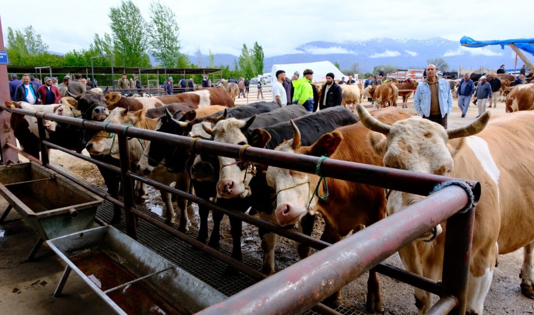 Kurban Bayramı öncesinde Erzincan Hayvan Pazarı en hareketli günlerini yaşarken,