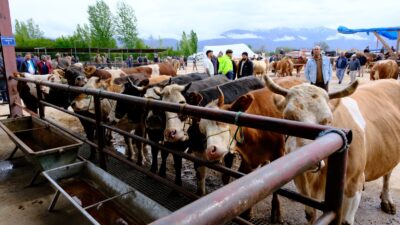 Kurban Bayramı öncesinde Erzincan Hayvan Pazarı en hareketli günlerini yaşarken,
