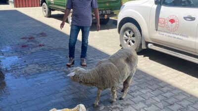 Erzincan’da küçükbaş hayvan yetiştiriciliği yapan bir üreticinin yaşadığı zorlu doğum