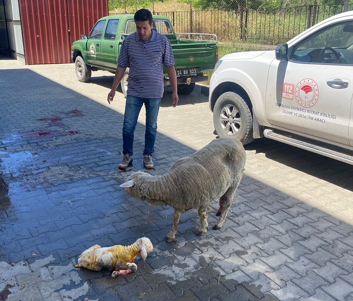 Erzincan’da küçükbaş hayvan yetiştiriciliği yapan bir üreticinin yaşadığı zorlu doğum