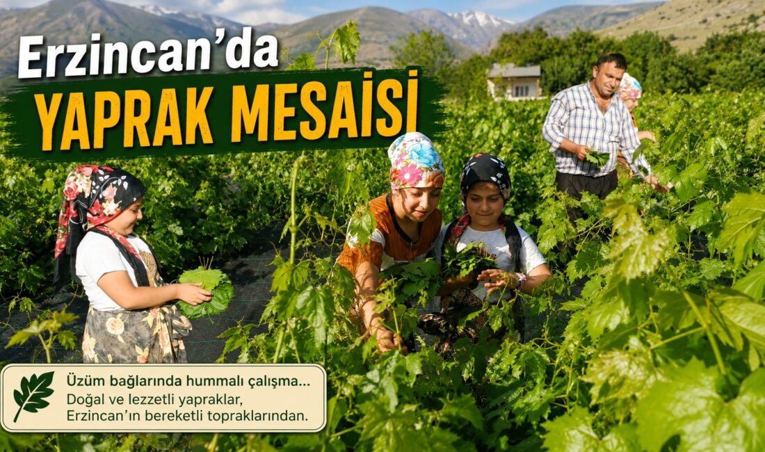 Erzincan’da yaz mevsiminin gelmesiyle birlikte bağlarda hareketlilik başladı. Sabahın erken
