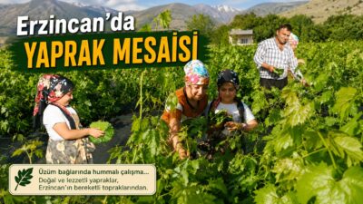 Erzincan’da yaz mevsiminin gelmesiyle birlikte bağlarda hareketlilik başladı. Sabahın erken