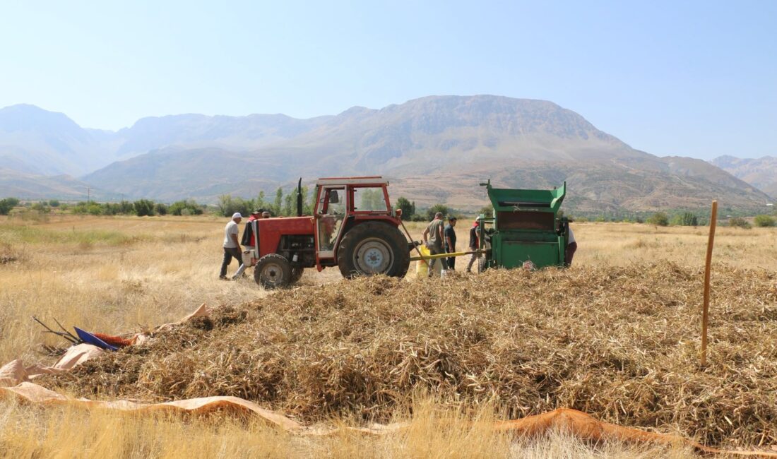 Erzincan’ın önemli tarımsal ürünlerinden kuru fasulyede hasat sezonu başladı. Merkez