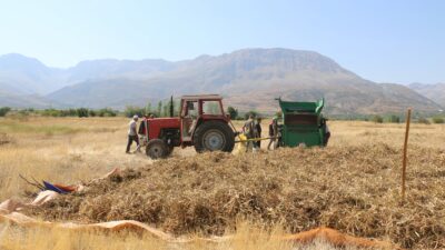 Erzincan’ın önemli tarımsal ürünlerinden kuru fasulyede hasat sezonu başladı. Merkez