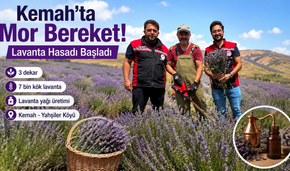 Erzincan’ın Kemah ilçesine bağlı Yahşiler Köyü’nde lavanta hasadı başladı. 3