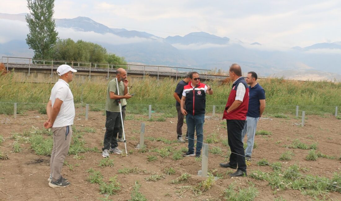 Erzincan’ın Üzümlü ilçesine bağlı Denizdamı Köyü’nde, kent tarımında önemli bir